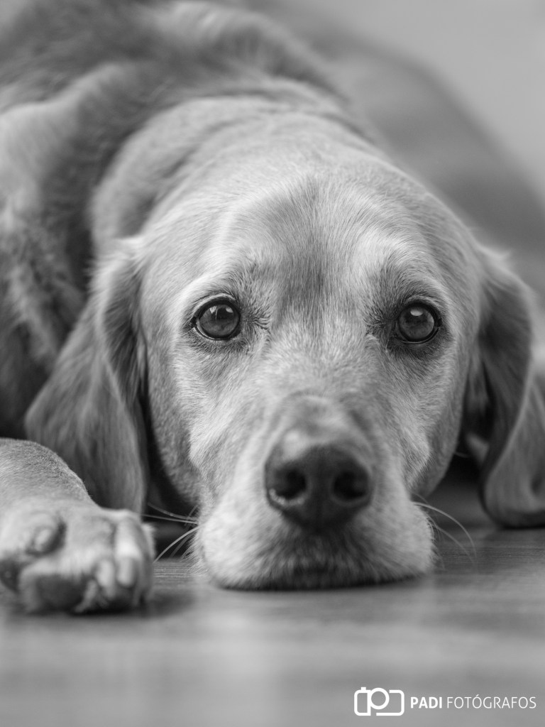 Fotografo Valencia:Promoción Retrato Mascotas – Padi Fotógrafos, image size:768x1024